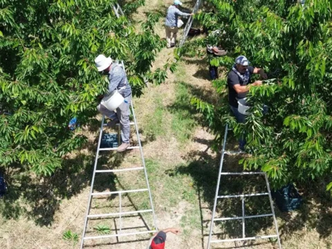 Tarlalari birlestirdiler gelirlerini katladilar rekolte 30 kat gelir 100 kat artti 61ejrU5i