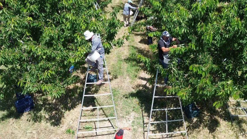 Tarlalari birlestirdiler gelirlerini katladilar rekolte 30 kat gelir 100 kat artti 61ejrU5i
